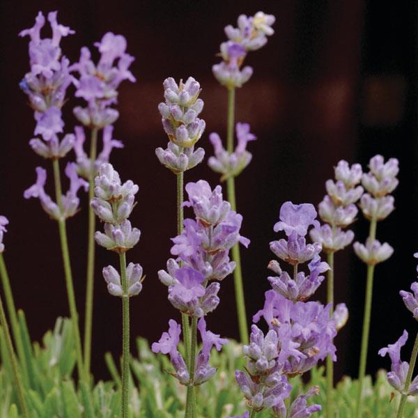 Lavandula angustifolia Blue Cushion