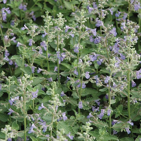 Nepeta faassenii Dropmore