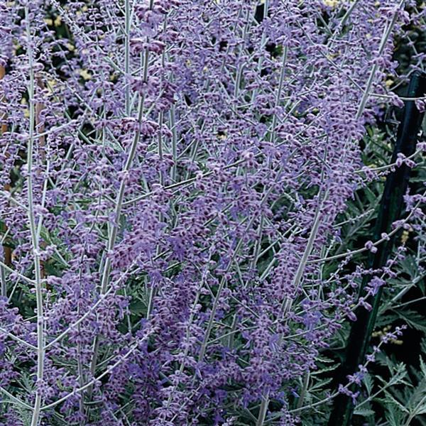 Perovskia atriplicifolia 