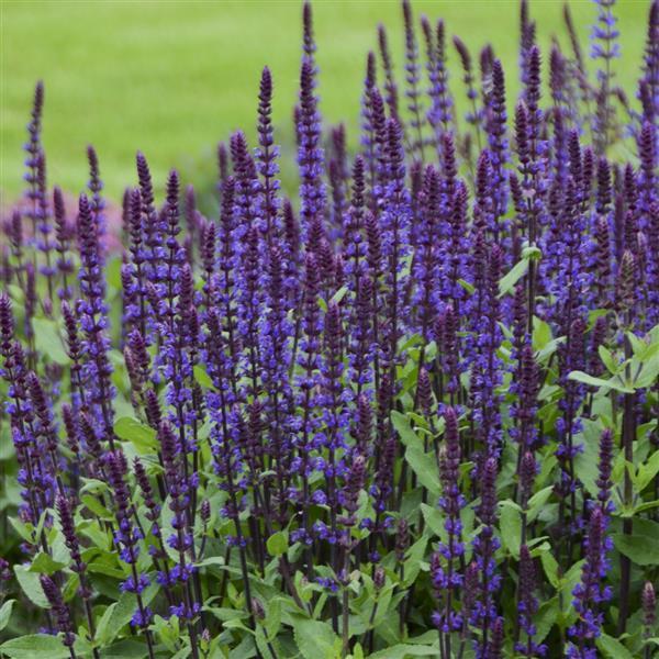 Salvia nemorosa Caradonna
