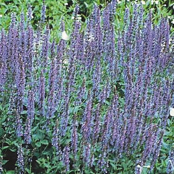 Salvia nemorosa East Friesland