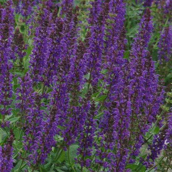 Salvia nemorosa May Night