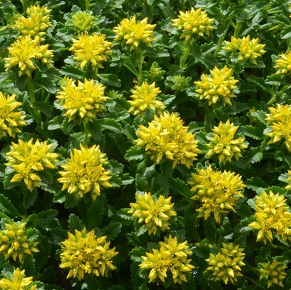 Sedum kamtschaticum Little Miss Sunshine