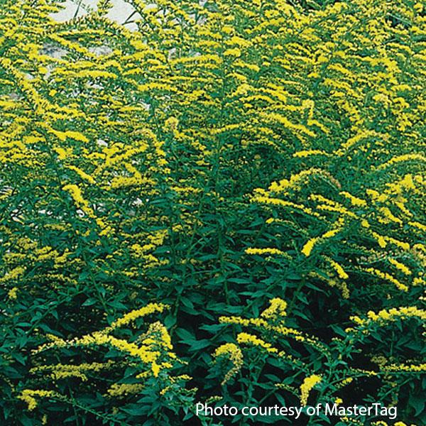 Solidago rugosa Fireworks