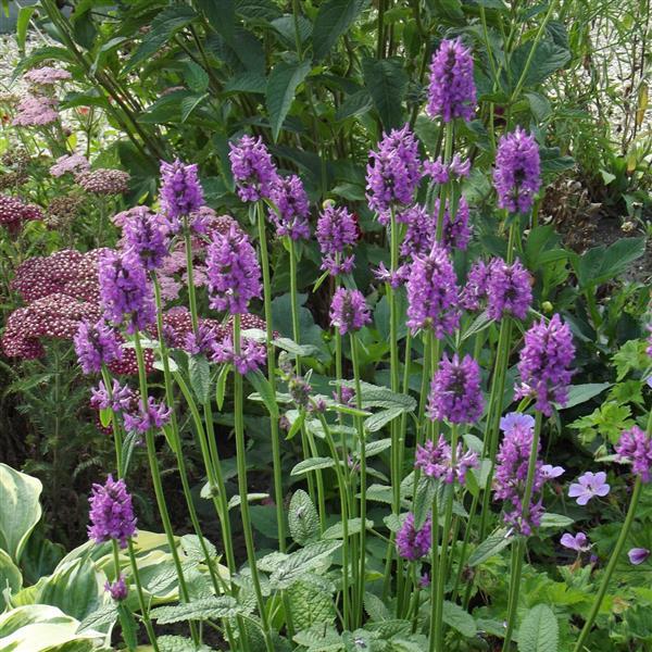 Stachys monnieri Hummelo