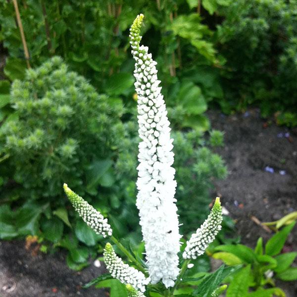 Veronica longifolia First Lady