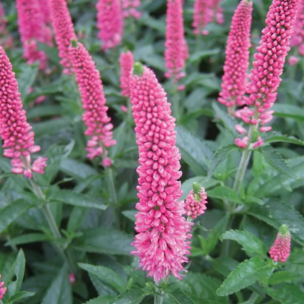 Veronica longifolia First Love