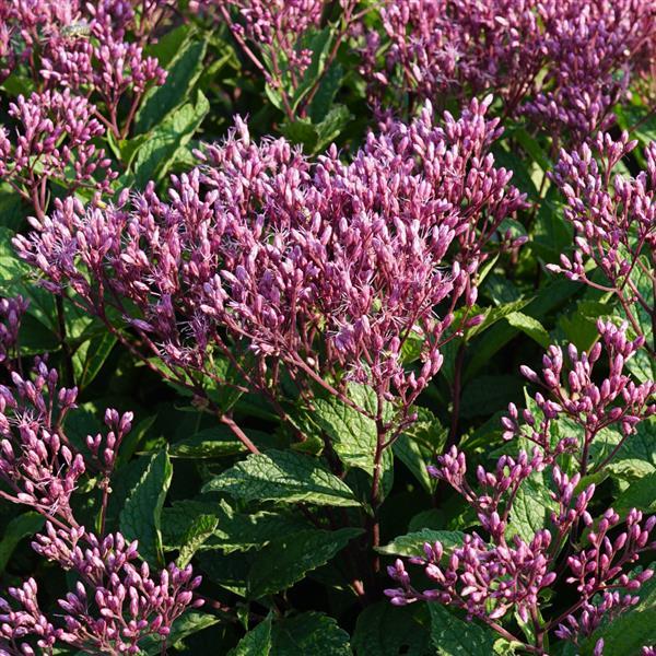 Eupatorium purpureum Euphoria™ Ruby