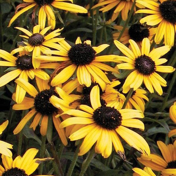 Rudbeckia speciosa Viette's Little Suzy