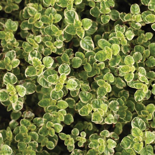 Origanum vulgare Variegated