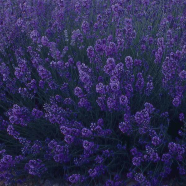 Lavandula angustifolia Munstead