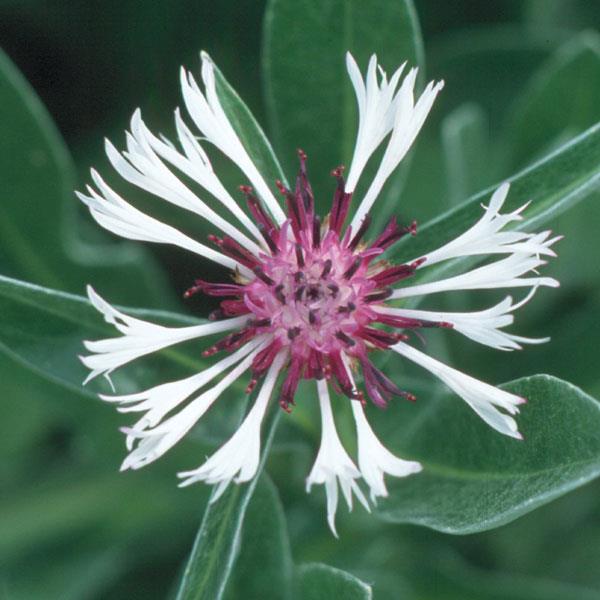 Centaurea montana Amethyst in Snow