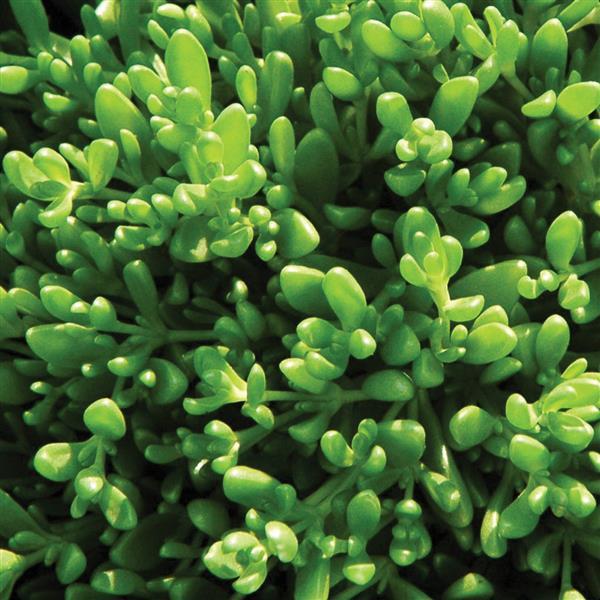 Delosperma nubigenum 
