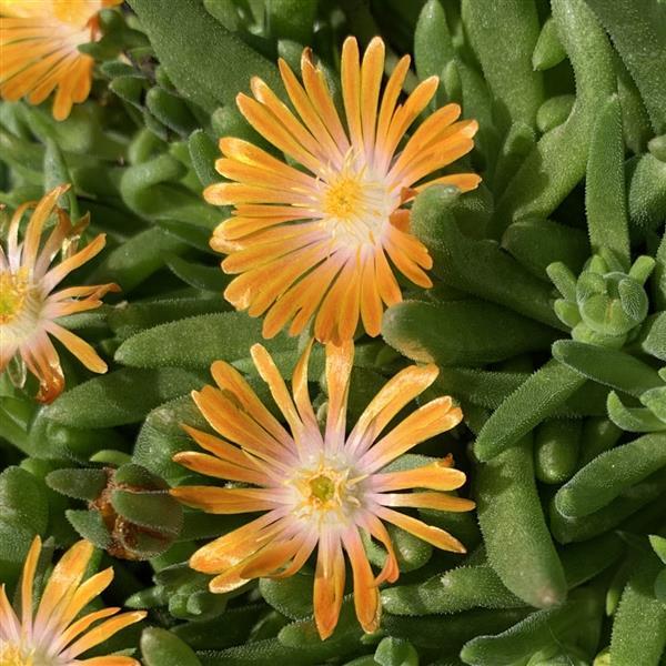 Delosperma Orange Crush