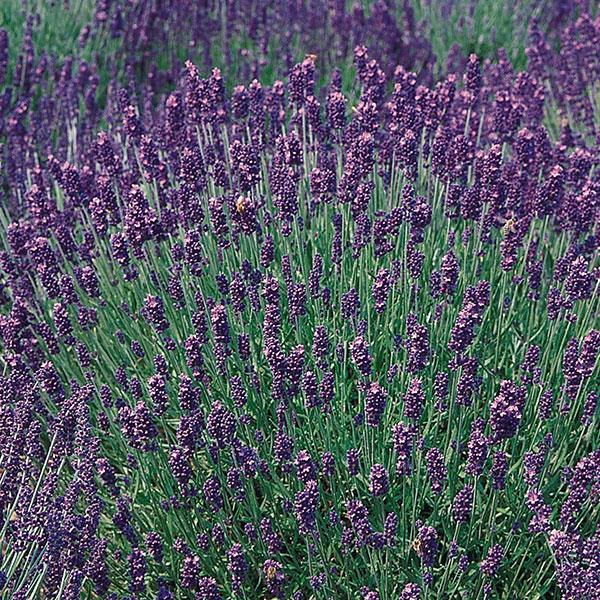 Lavandula angustifolia Hidcote