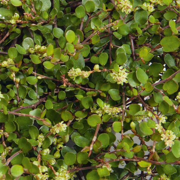 Muehlenbeckia axillaris Nana