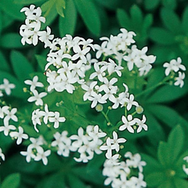 Galium odoratum 
