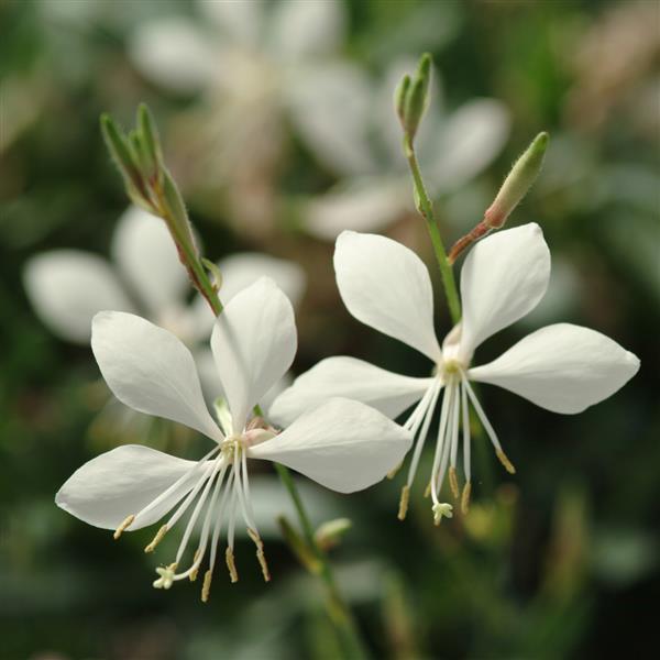 Gaura lindheimeri Ballerina™ White