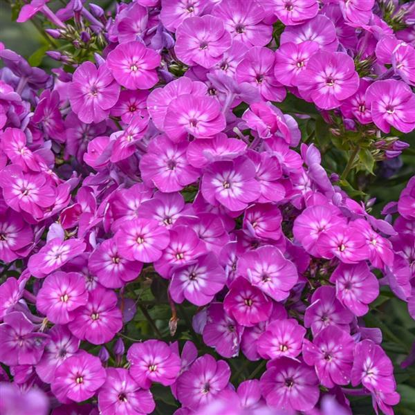 Phlox Garden Girls™ Dream Girl