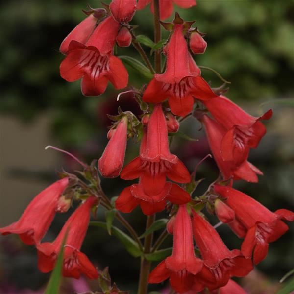 Penstemon Quartz<sup>®</sup> Red