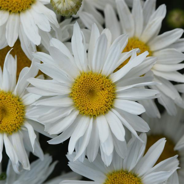 Leucanthemum x superbum Whitecap