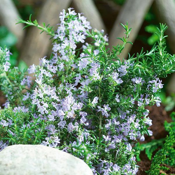 Rosmarinus officinalis Tuscan Blue