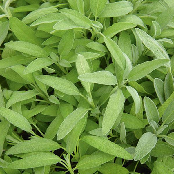 Salvia officinalis Garden Sage