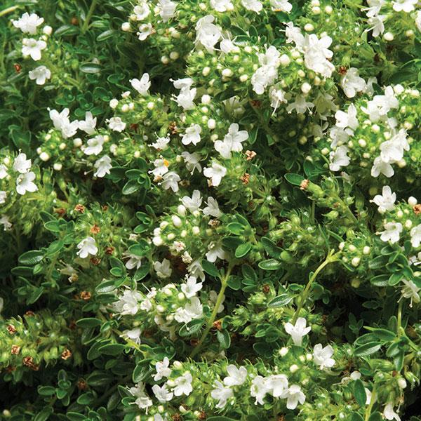 Thymus praecox Albiflorus