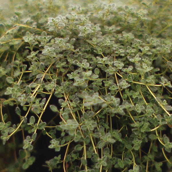 Thymus praecox Pseudolanuginosus