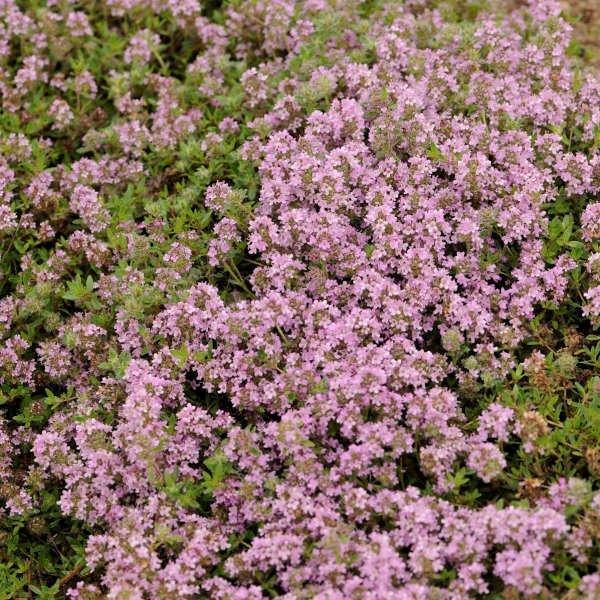 Thymus serpyllum Magic Carpet