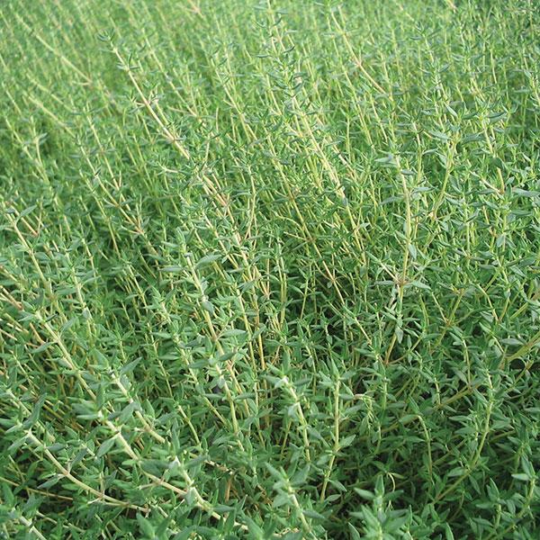 Thymus citriodorus Orange