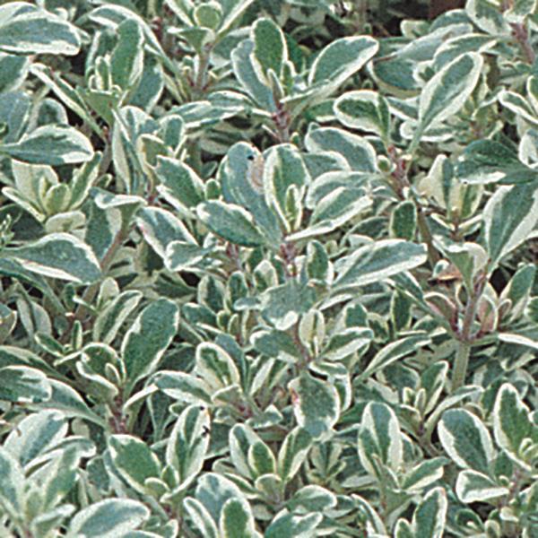 Thymus Silver King