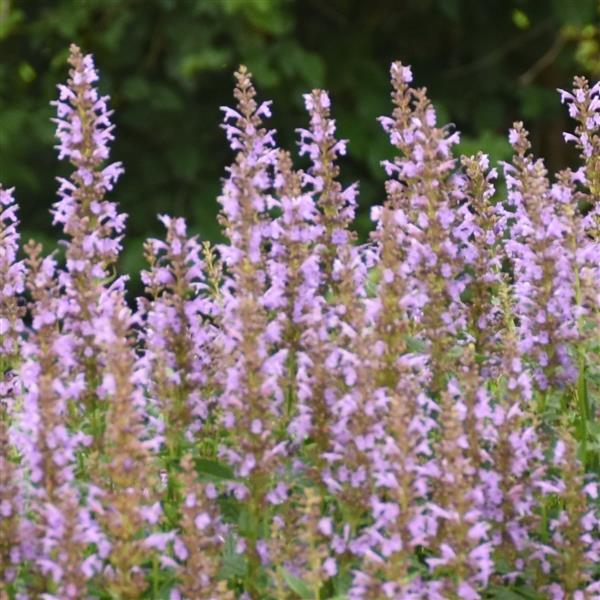 Agastache Blue Bayou