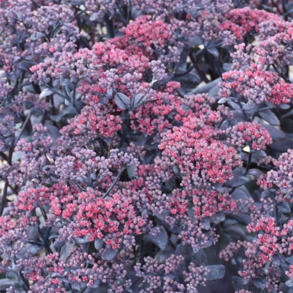 Sedum telephium After Dark