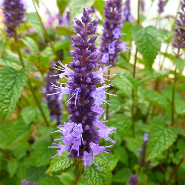 Agastache Little Adder