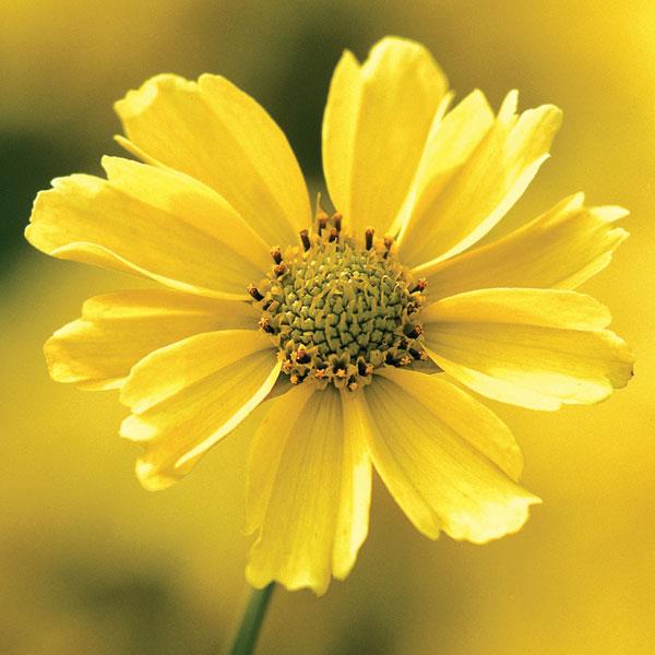 Coreopsis verticillata Crème Brulee