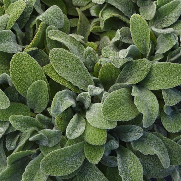 Stachys byzantina Little Lamb