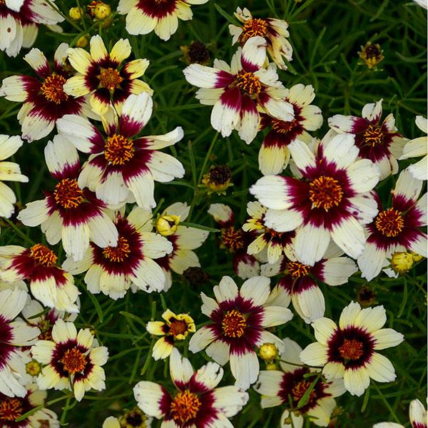 Coreopsis verticillata Sizzle & Spice<sup>®</sup> Red Hot Vanilla