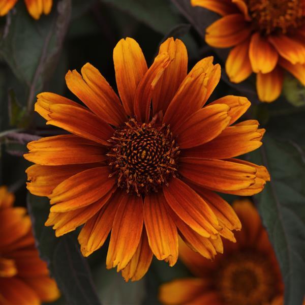Heliopsis helianthoides Summer Eclipse