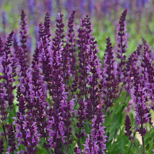 Salvia nemorosa Bumbleberry