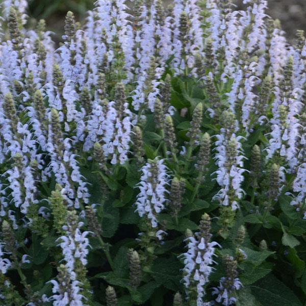 Salvia nemorosa Bumblesky