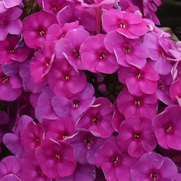 Phlox Garden Girls™ Material Girl