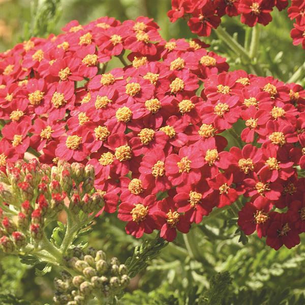 Achillea millefolium Paprika