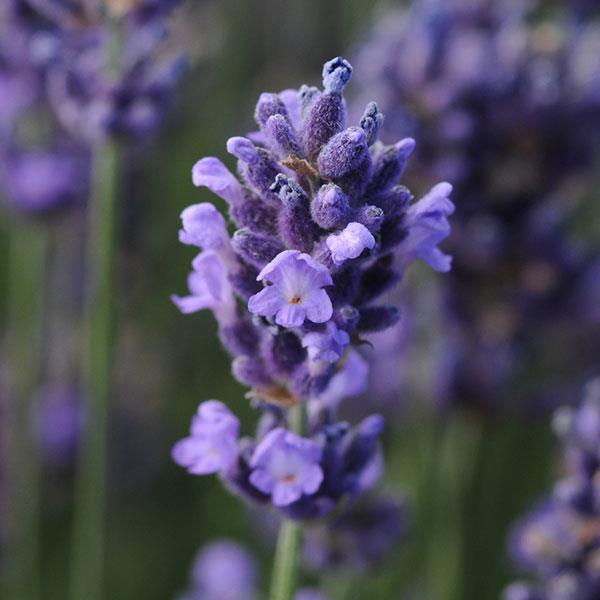 Lavandula angustifolia SuperBlue