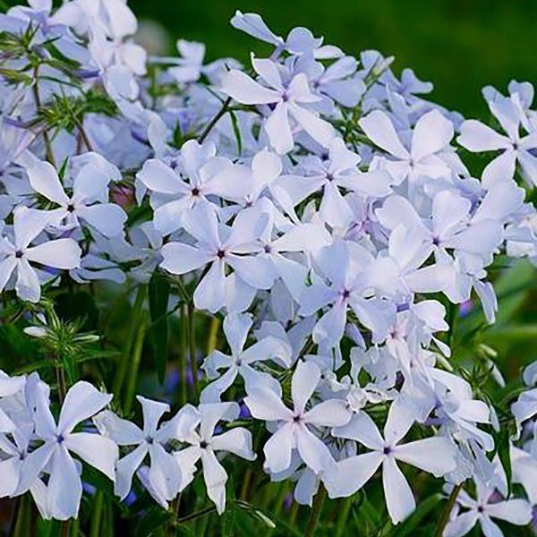 Phlox divaricata May Breeze
