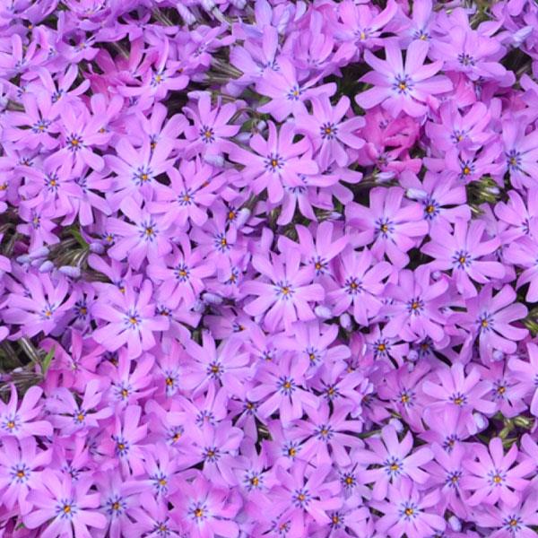 Phlox subulata Bedazzled Pink