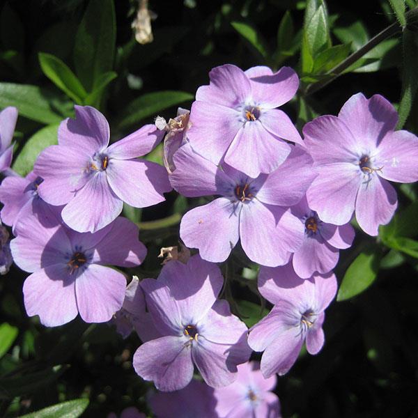 Phlox Paparazzi® Collection Angelina
