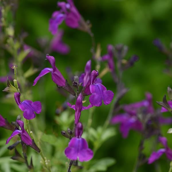 Salvia greggii Mirage™ Deep Purple