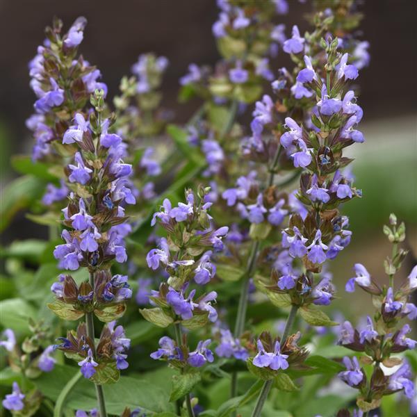 Salvia officinalis Silver Scent