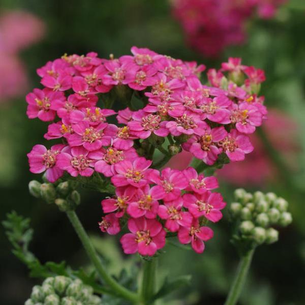 Achillea New Vintage™ Rose